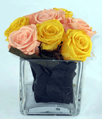Preserved multicolor roses in a glass cube