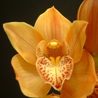 Cymbidium orchid apricot