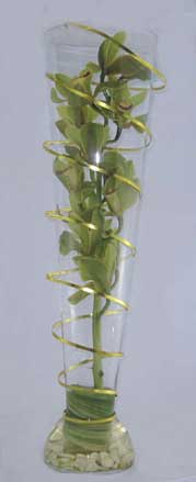 Modern Flower Arrangement. Green Cymbidium orchid and gold wire twist.