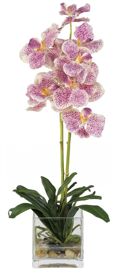 Silk Vanda Orchid. Variegated.