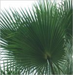 Palm preserved washingtonia