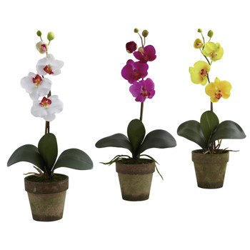 Potted Phalaenopsis Set-of-3