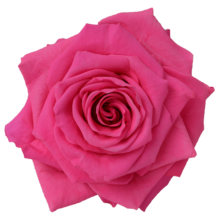 Preserved Rose Medium Pink