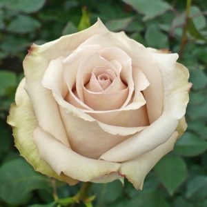 light pink color rose