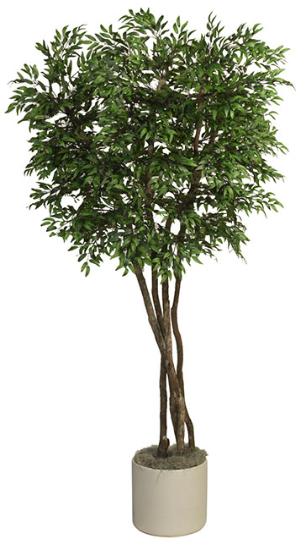 Ruscus tree with natural dragonwood trunks