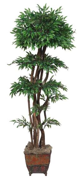 Ruscus Topiary with Natural Dragon wood Trunks