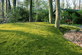 sheet moss in nature