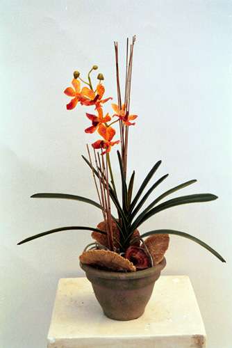 Orange orchid with mushrooms in terracotta container By Joy