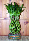 Pineapple shaped lucky bamboo