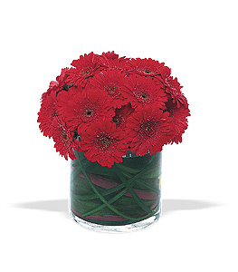 Flower deisgn with burgundy gerbera diasies in glass cube