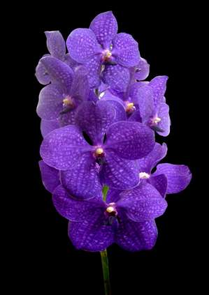 orchids species Vanda Blue