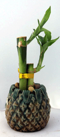 Lucky bamboo vase. Pineapple shaped